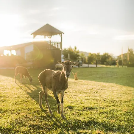 Hof Köhne - Altes - Jagdwohnung Apartment Schmallenberg